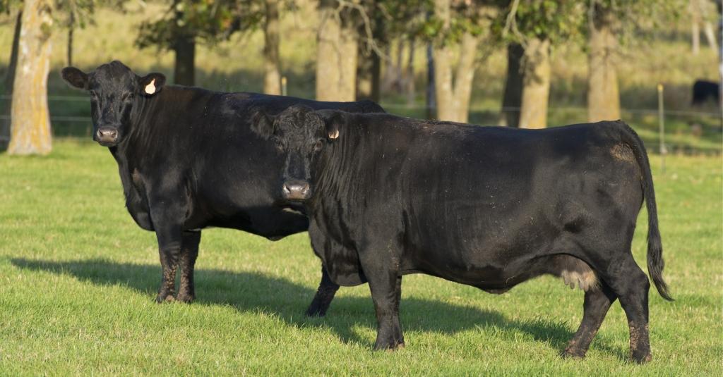 Westpac's tweet photo. Beef consumption in China could double by 2050. Could the cash cow be the cow itself? #agri
http://t.co/jBjVFjwx8H http://t.co/K5EAXCeOvD