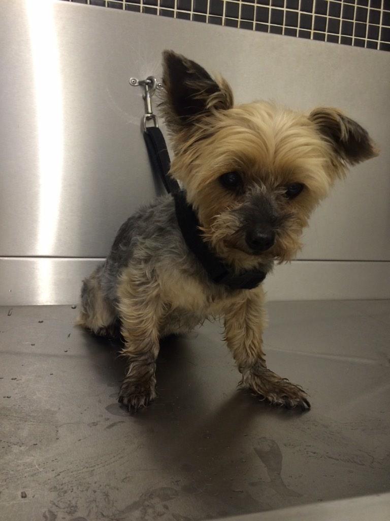BarkLaneSalon's tweet photo. This golden oldie first thing on a Monday? Nice start to the week! 😊👍 http://t.co/9CQdKVmlU1