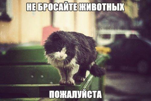 mir_korma's tweet image. Пожалуйста #не_бросайте_животных