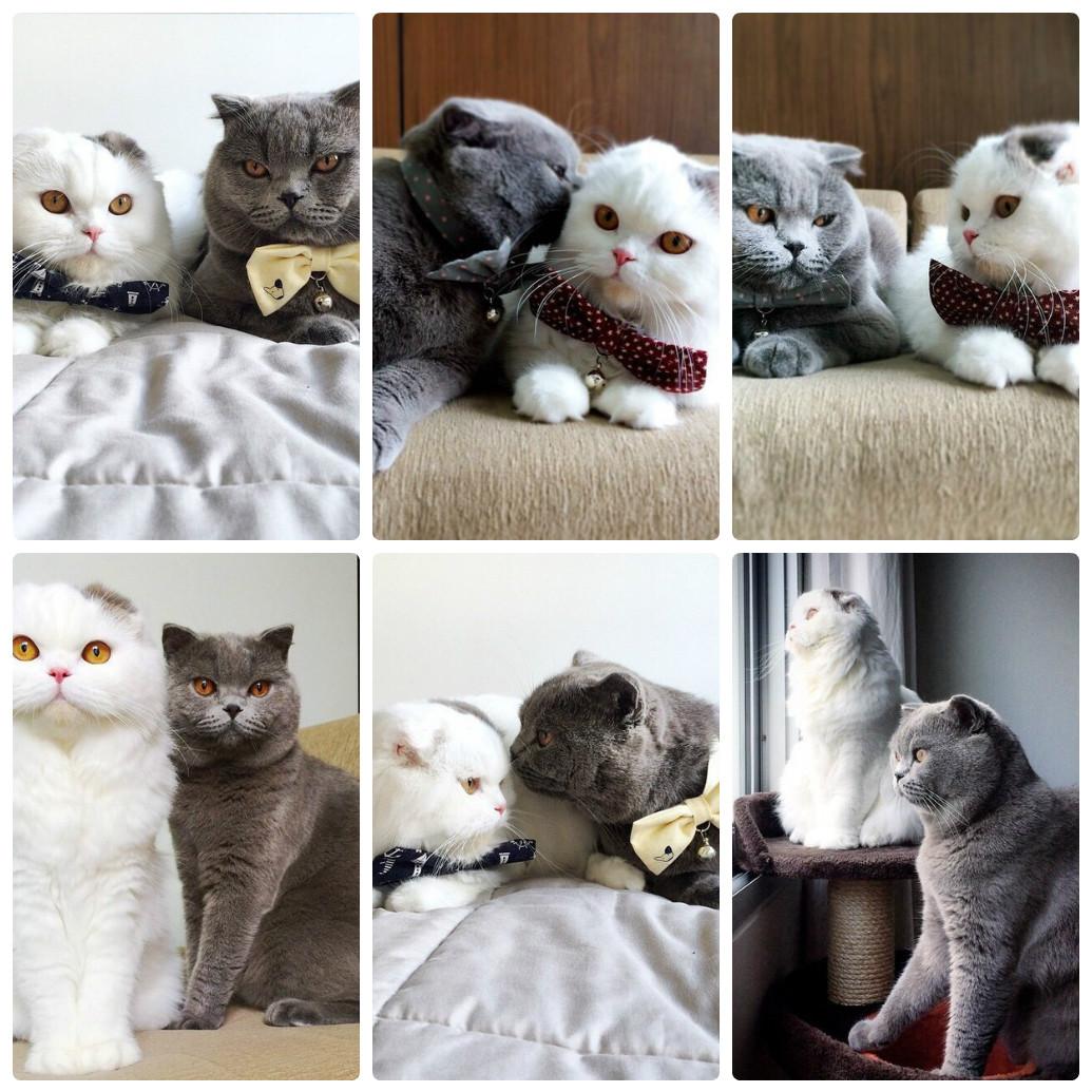 mir_korma's tweet image. Плюшевая #парочка