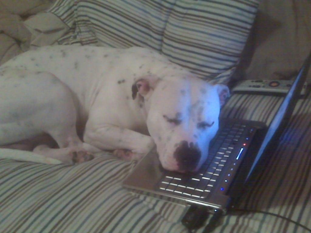 mir_korma's tweet image. #Собака после разговора с хозяином по скайпу