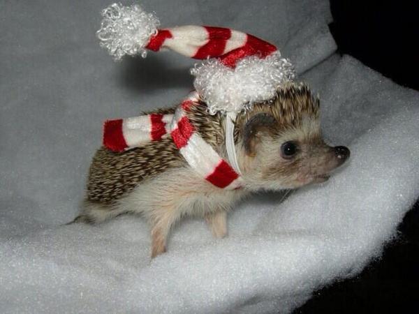 Cute Animal Pics tweet media