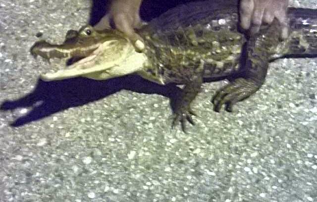 Meanwhile...last night in #trinidad, cousin found this in the yard #spectacledcaiman #wildmeat