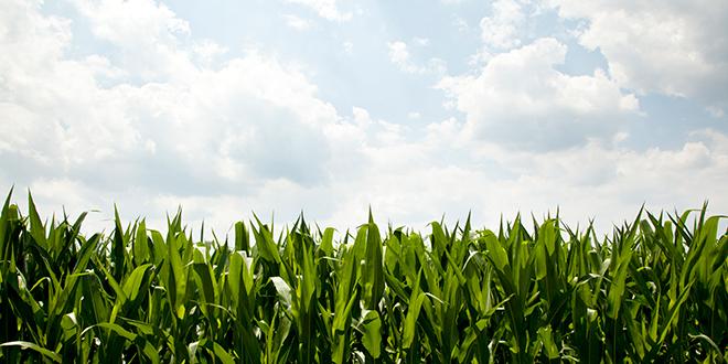 jjcooldev's tweet photo. These Scientists Are Training Computers to Help Farmers Save Their Crops http://t.co/acLrMy0rlr #gadgets #celebs http://t.co/H6NXsFicYp