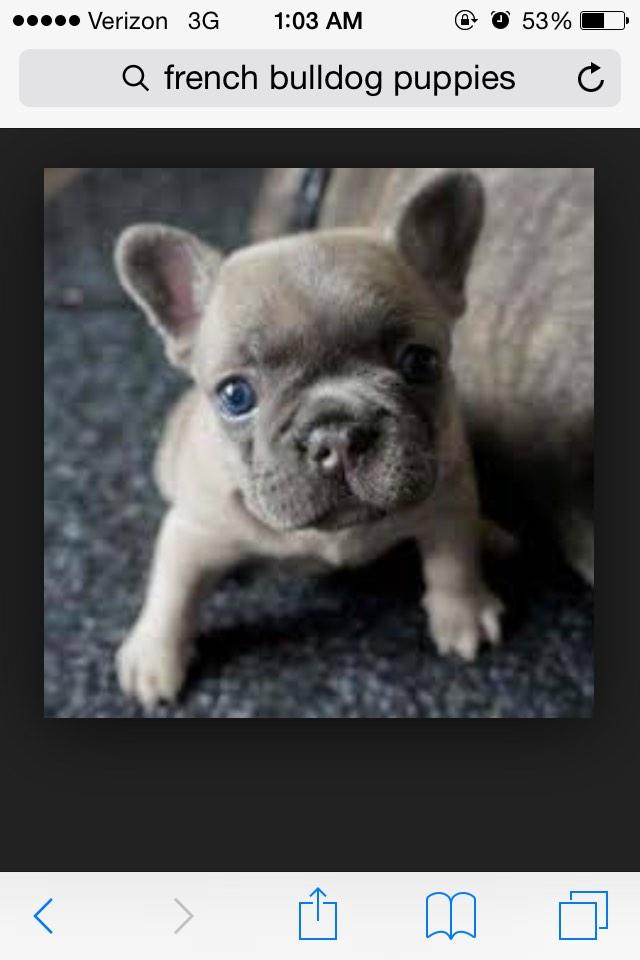 LisaLSumner's tweet photo. I'm really thinking about getting him #frenchbulldog #teamfollowback http://t.co/4z2K23xqpY