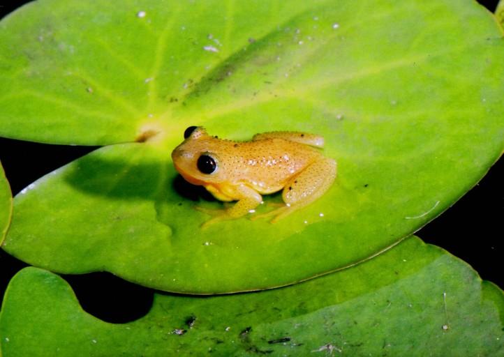 visitknysna's tweet photo. http://t.co/Kayb2M7VSK #Knysna #FrogNight - Wednesday 26 Nov 2014 @ 18h30. Tickets R100: info@PledgeNatureReserve.org http://t.co/X2oM4AZtrH
