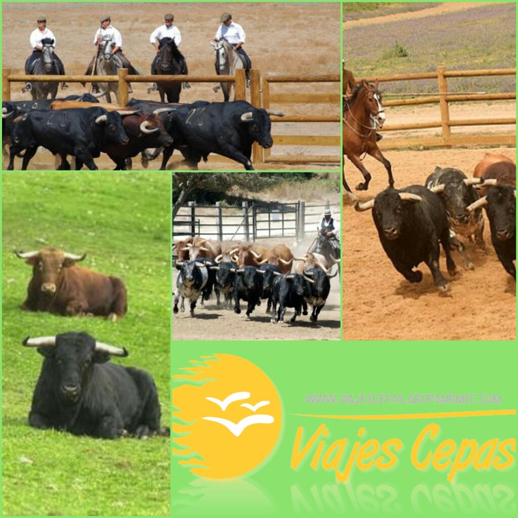 ¿Deseas conocer en propia persona el mundo del #ToroBravo en el campo? ¡Pregúntanos tenemos tu excursión!