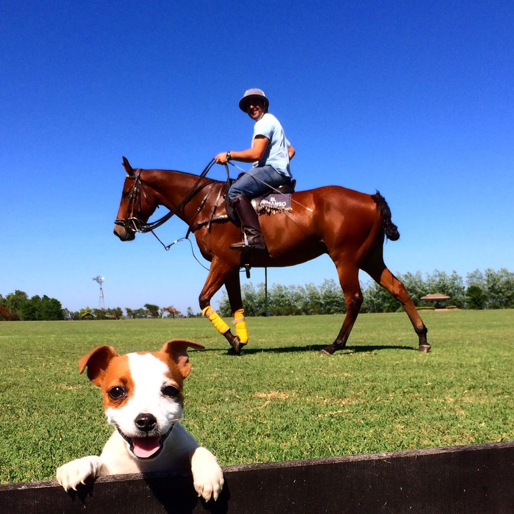 cophanbury's tweet photo. Watching chukkas with Optimus Prime #polo #horses #elremanso http://t.co/gp789gxEsj