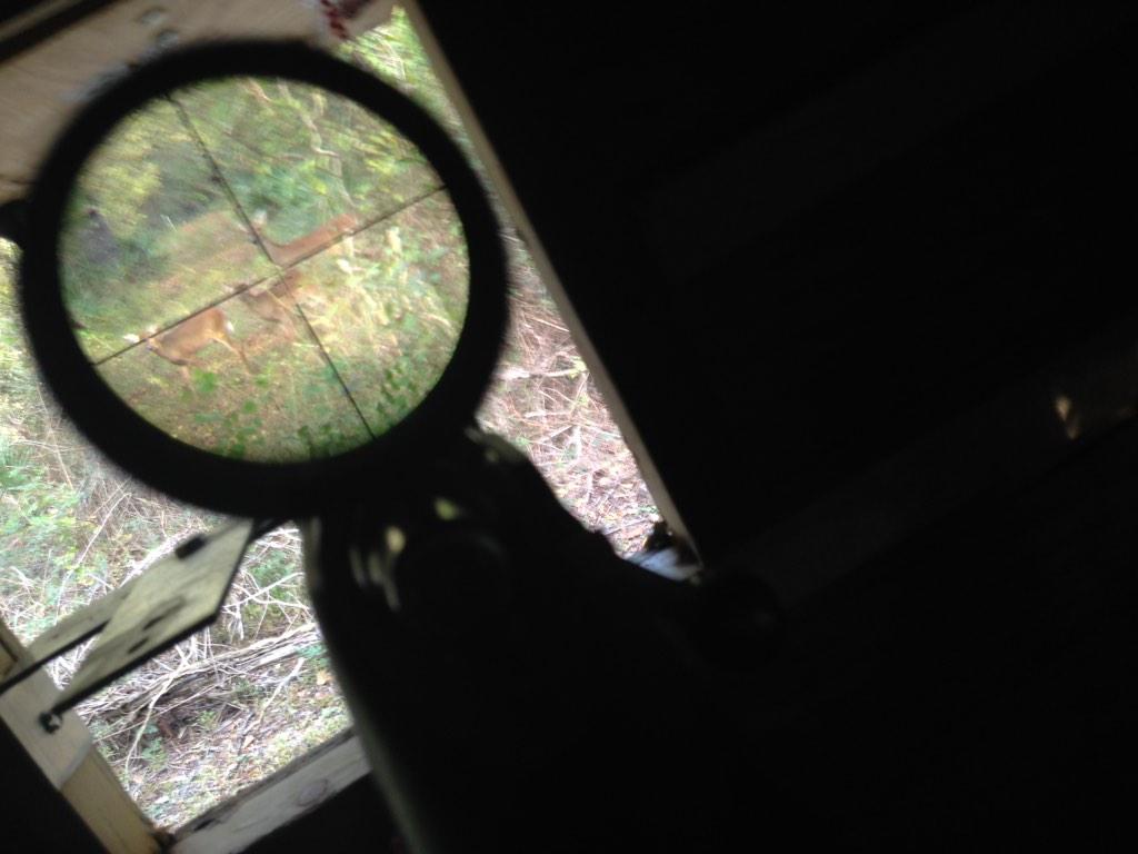 DeerPunks's tweet photo. This momma has had twins every year. Same spot, same time every day #deerpunks http://t.co/BenWo8kFdS