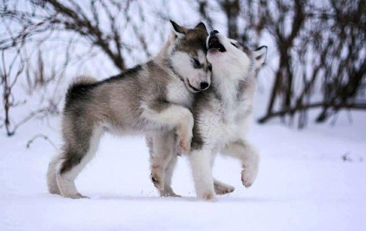 THEAnimalLover7's tweet photo. Baby Huskies ❤️ http://t.co/qu2XTfjguG