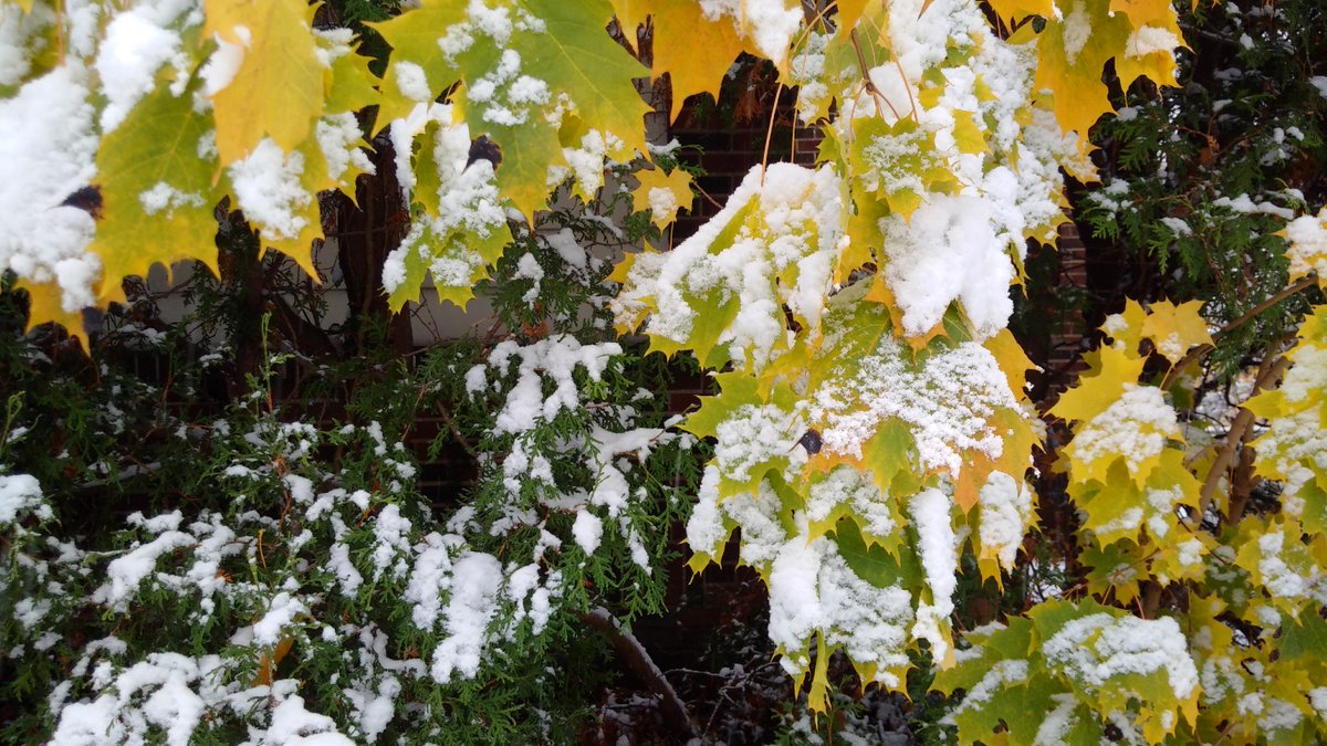 FirdousHasmani's tweet photo. Falls hasn't finished yet and then winter comes along http://t.co/JhZspTRNiS