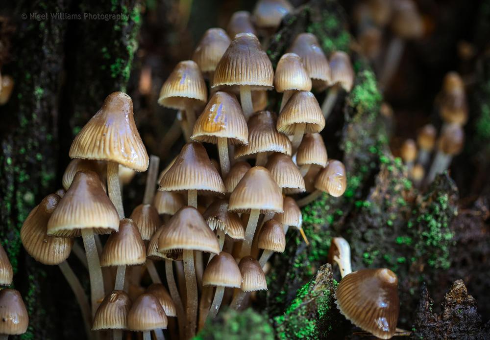 PhotographyNig's tweet photo. #Photography One of my #Fungi shots from a recent outing to #Margam Woods. #CommonBonnet #Mycena http://t.co/2Fu0oPmLOf