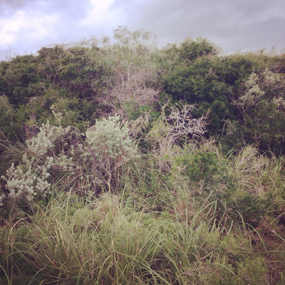 GhostBlind's tweet photo. Ghost Blind in South Texas Sage http://t.co/sjh1H7dM6S