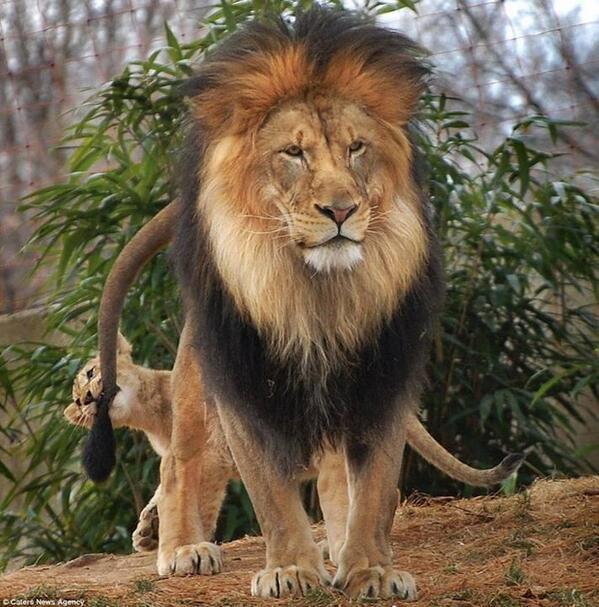 EarthPicturz's tweet photo. The King http://t.co/KlEY5jm50L