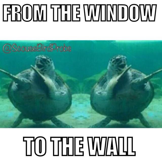ScouseBirdBlogs's tweet photo. Party turtle laughs in the face of Monday http://t.co/k26e3isFel