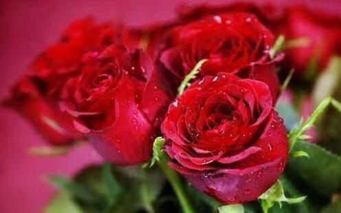 a7m2_vip's tweet photo. مساءكم كالورد وسعادة وليله جميله كاطلالتكم ..

مساء#الورد# http://t.co/r7zNHt7VGr