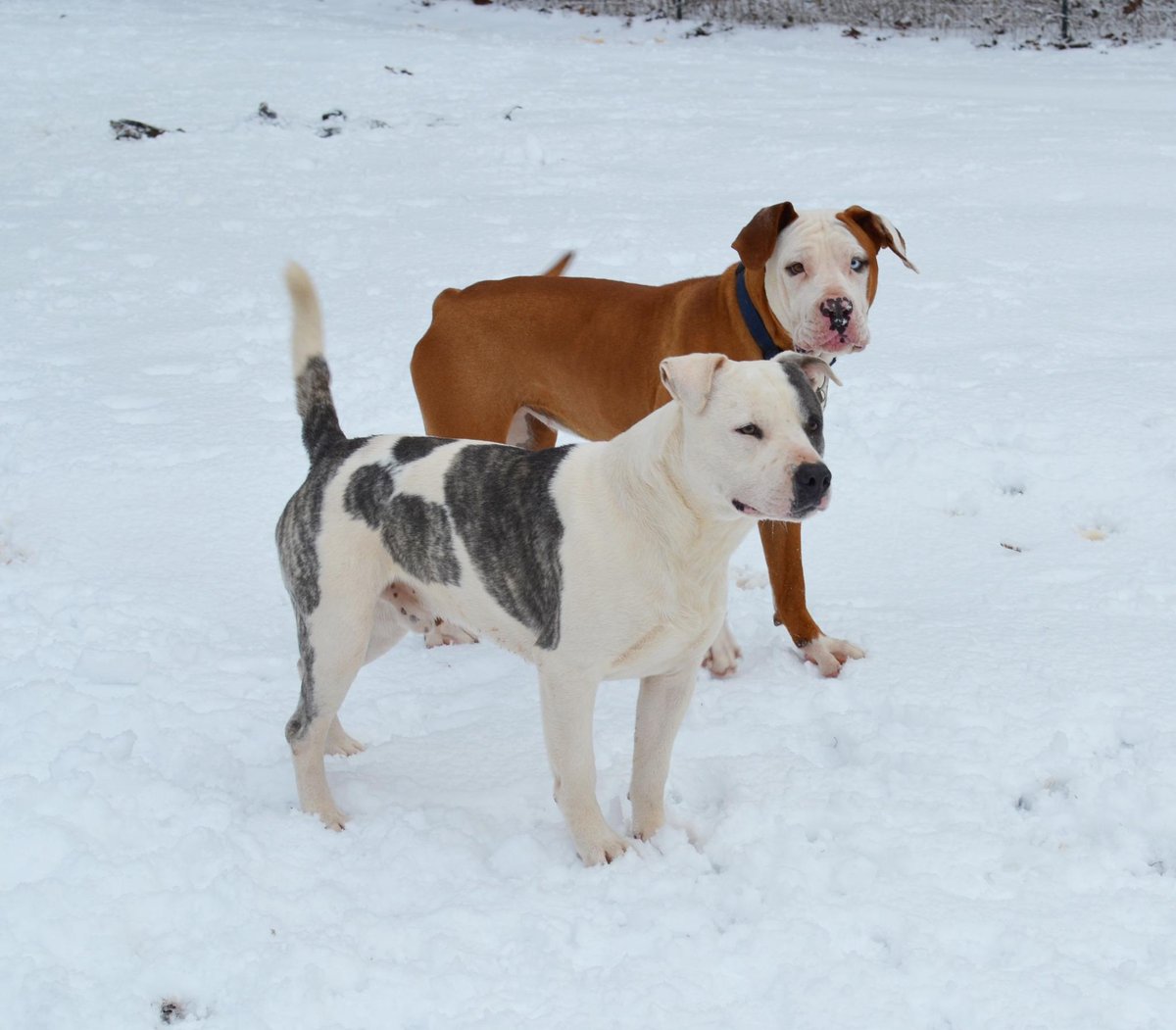 athensvet's tweet photo. If you see these guys, they are lost, please give us a call, 706-425-5099 http://t.co/ZTToRqy84r