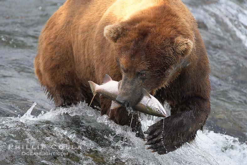 Питание медведя. Бурый медведь ест мед. Бурый медведь кушает. Медведь лакомится.