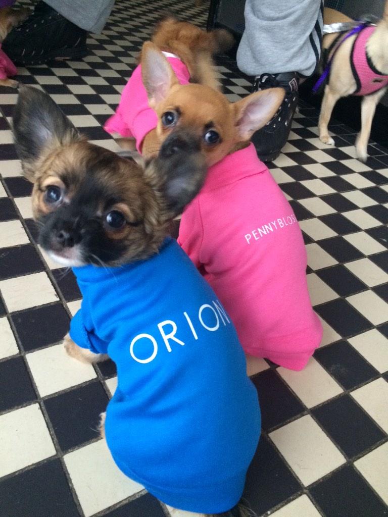 BarkLaneSalon's tweet photo. Had a little visit from one of our fave customers, and her little babies!!! Too cute. http://t.co/eRHY6eF4Q8