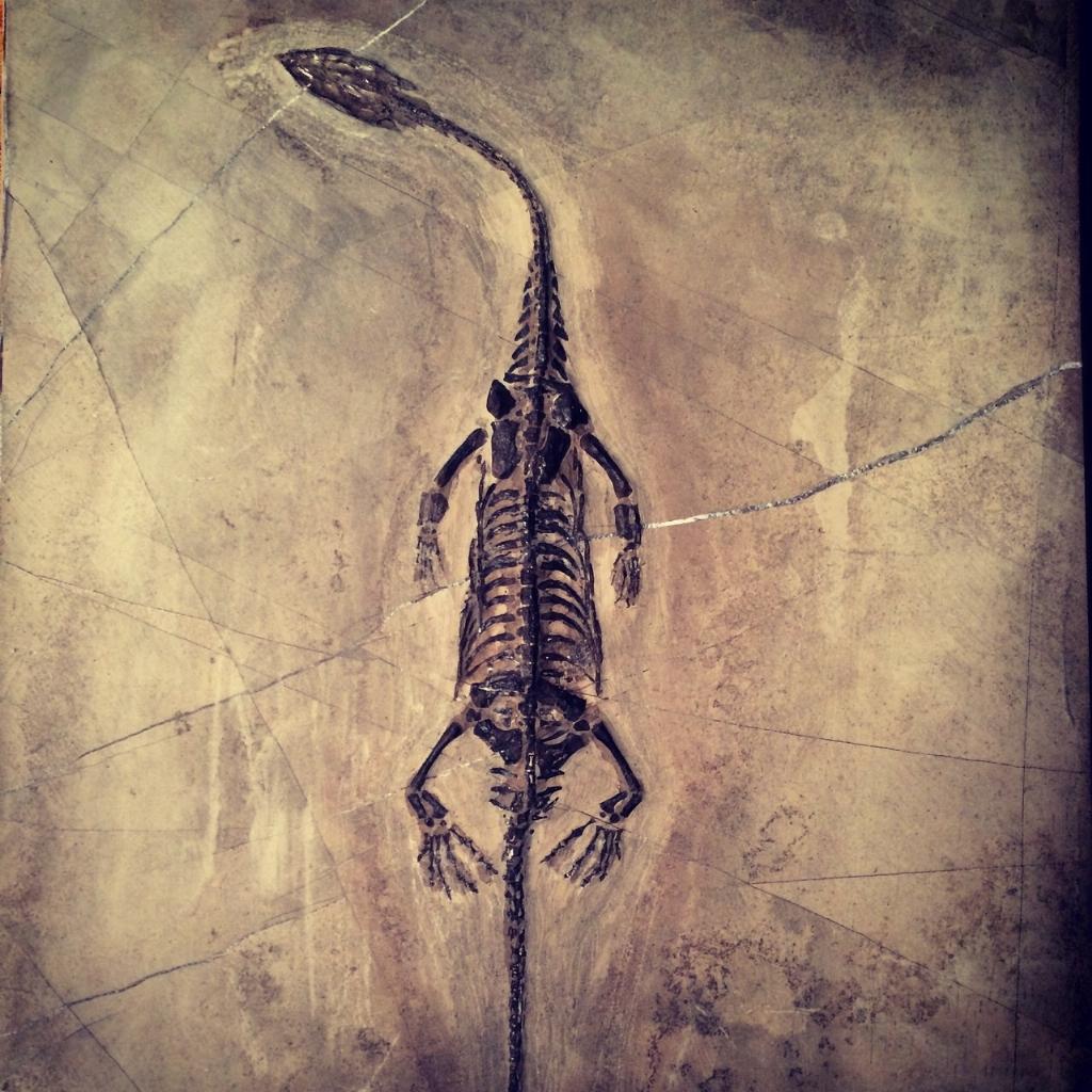 GeologixLimited's tweet photo. Win a Fossil competition @PETEXLtd, guess the age of 'Kiki Dee' and take her home! #PETEX2014 http://t.co/Jh0EDbYzOC