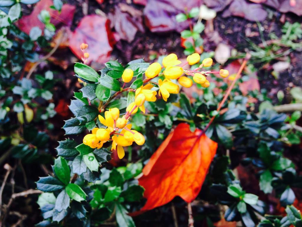 TheKitchenGard's tweet photo. Berberis Darwinii flowering in Regent's Park today #plants #gardenchat #London #parks http://t.co/omuWbrSNgU