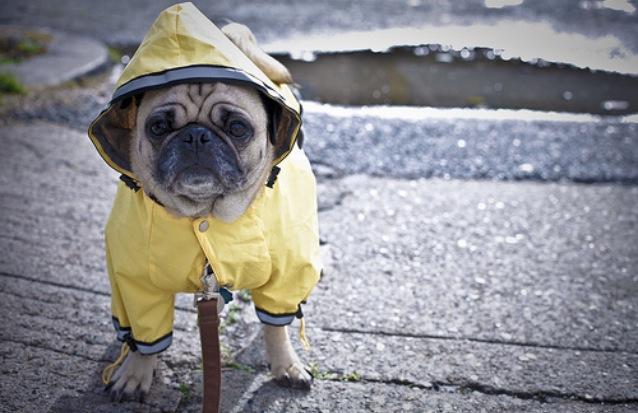 pug in raincoat