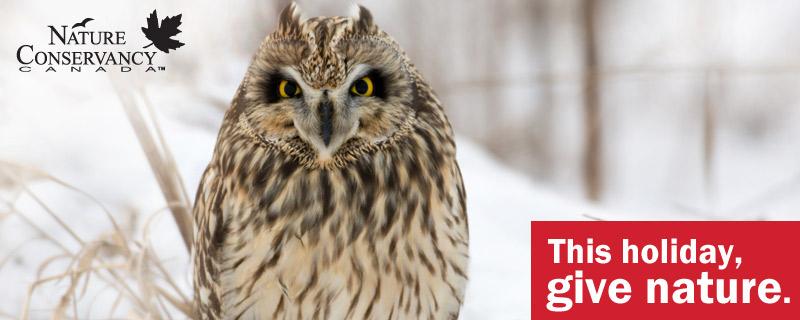 NCC_CNC's tweet photo. Help #protect #habitat for species like the short-eared owl. This holiday, #GiveNature http://t.co/z88Srzpf1s http://t.co/kTiCLsmAmf