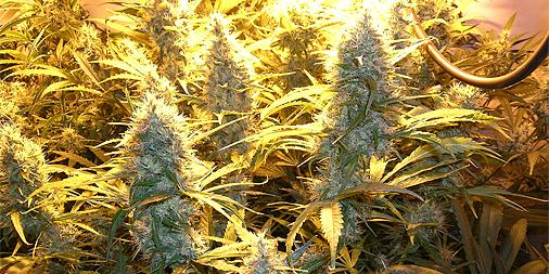 Medical Kush Female #Cannabis #Seeds ow.ly/EnKxf Flowering 8-9 weeks, Lemon zest and sweet kush flavor.