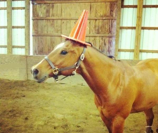 elcosodelapizza's tweet photo. SOY UN UNICORNIO VIEJA, NO ME IMPORTA NADA http://t.co/ouFQtklUOJ