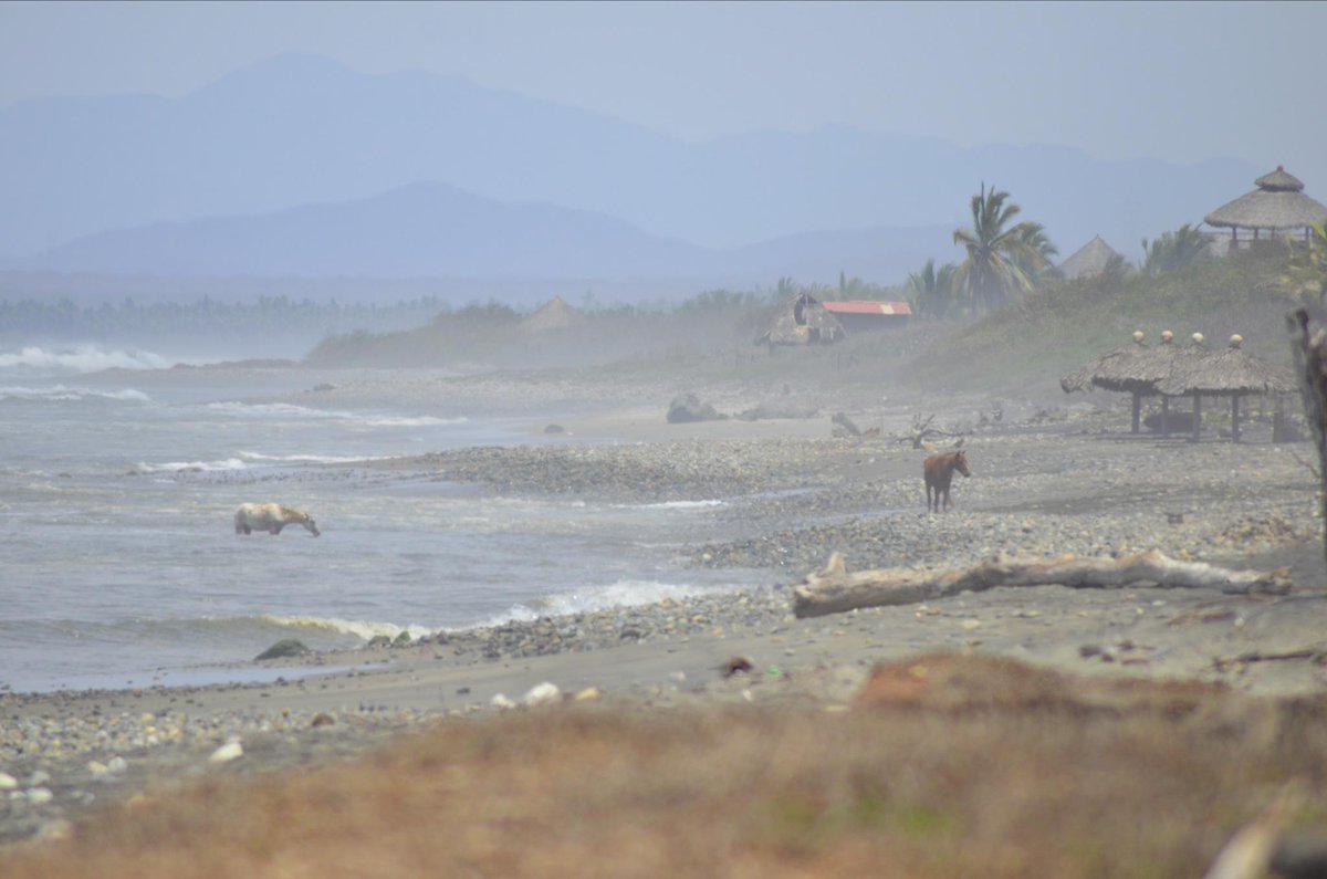 KenOtter's tweet photo. Proof Positive. You can bring a horse to water AND make him/her drink--at least in La Saladita Mexico! http://t.co/pw5yGsJEjG