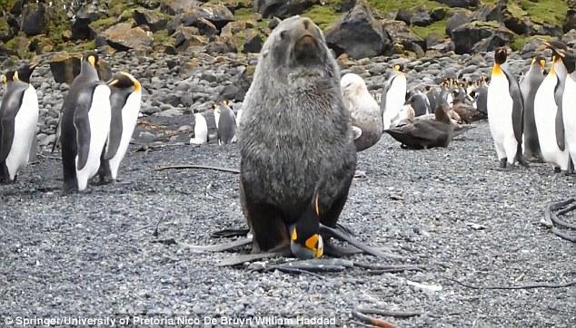 Seals In The Indian Ocean Are Having Sex With Penguins