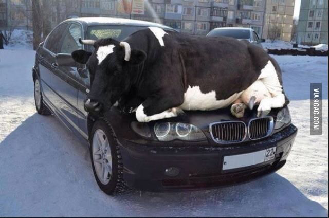 Fat_Girls_Life's tweet photo. It's getting cold outside... #fall http://t.co/QJ9yqRpKuV