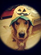 dogstar_'s tweet photo. Noah Wladorf nos envía este #DogSelfie de su perro disfrazado
https://t.co/ISmiXpQ2qN http://t.co/YEjSGj3Sz7