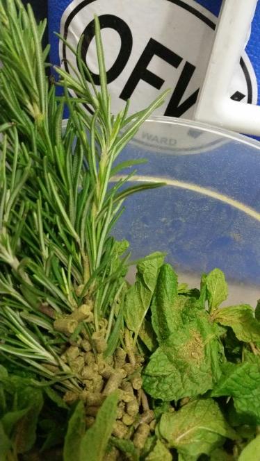 Brewing something special with <a href="/OFWBrewingCo/">OFW Brewing Company</a> today. Rosemary Mint Porter anyone?