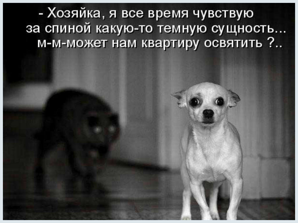 Смешные Животные tweet media