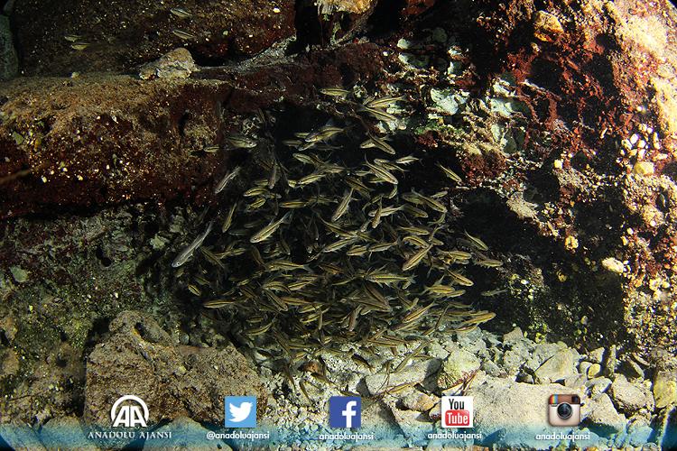 Sakarya Nehri'nin doğduğu Eskişehir'in Çifteler ilçesindeki su kaynağı, dalgıçlar tarafından görüntülendi. #AA