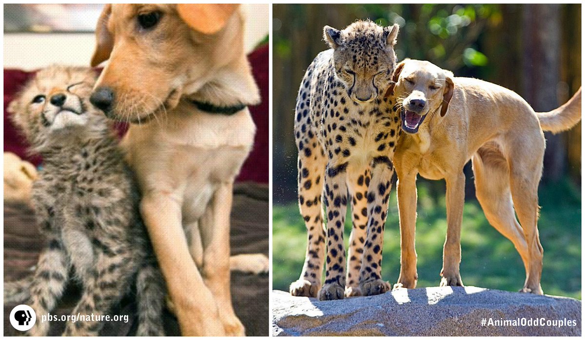 PBSNature's tweet photo. Cheetah &amp; pup formed unlikely lifelong bond! #AnimalOddCouples is online: http://t.co/uenSv4lvYu http://t.co/VvX6kmgL8K