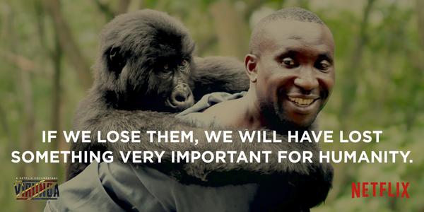 Haven't watched Virunga yet? You can do so on #Netflix right now in 50 countries: netflix.com/WiMovie/800094… #teamvirunga