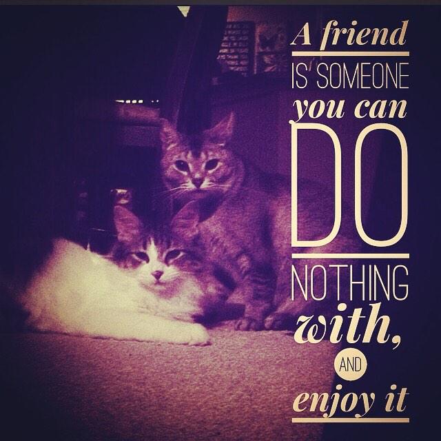 ambercarrington's tweet photo. My sugarplums. It took a while but they love each other now😻 #elsababy #Eli #littleboykitten http://t.co/wE1q9s8MCk