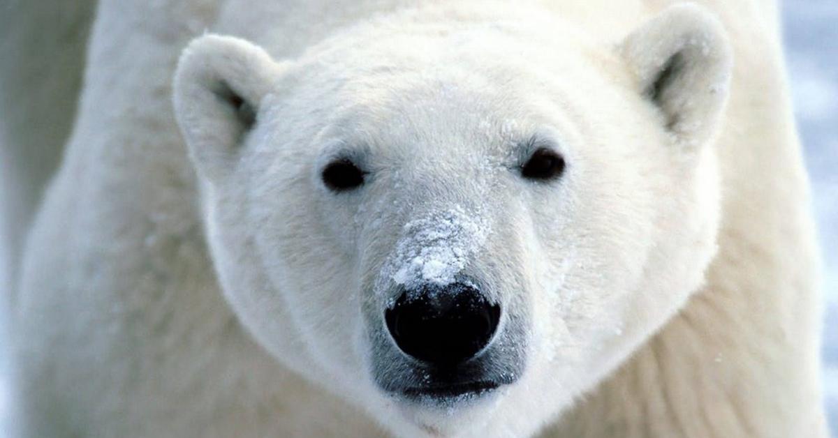 PreDraX's tweet photo. Support a global sanctuary to #SavetheArctic >>http://t.co/9tDVE1nvSn http://t.co/xacs03a2Zd via @GreenpeaceNZ
⊕http://t.co/kfL3QbkI35