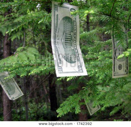 SystemForyou's tweet image. Money doesn't grow on trees...or does it?  But this is close to it... systemdoneforyou.com/news-or-review…