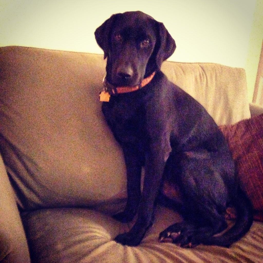 raiderlab's tweet photo. I'm not supposed to be on the furniture but maybe if I sit up straight it will be ok... http://t.co/g6dZbyYtLN