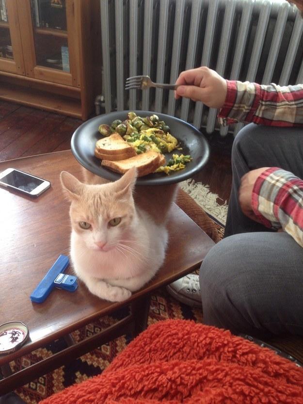 gweeknee's tweet photo. “@BuzzFeed: The Ultimate Life Hack For All Cat Owners 
http://t.co/A6XX8xFDwV http://t.co/opGW7K6JOb” @scottwoowoo