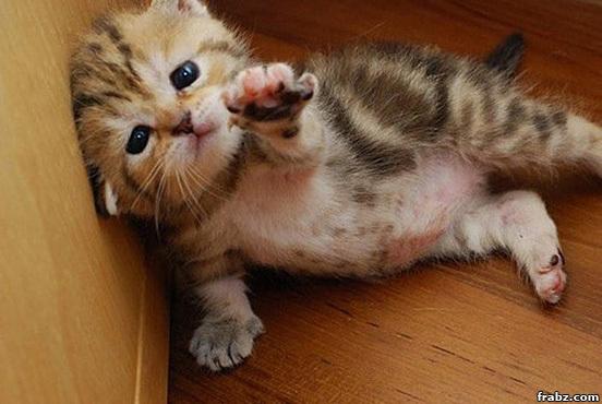 ItsMeAnnelie's tweet photo. #SportsMediaUF every time one of you turns in a Hangout paper in 16 pt font a kitten dies. #Stopkillingkittens #12pt http://t.co/13I9q5Hjdy