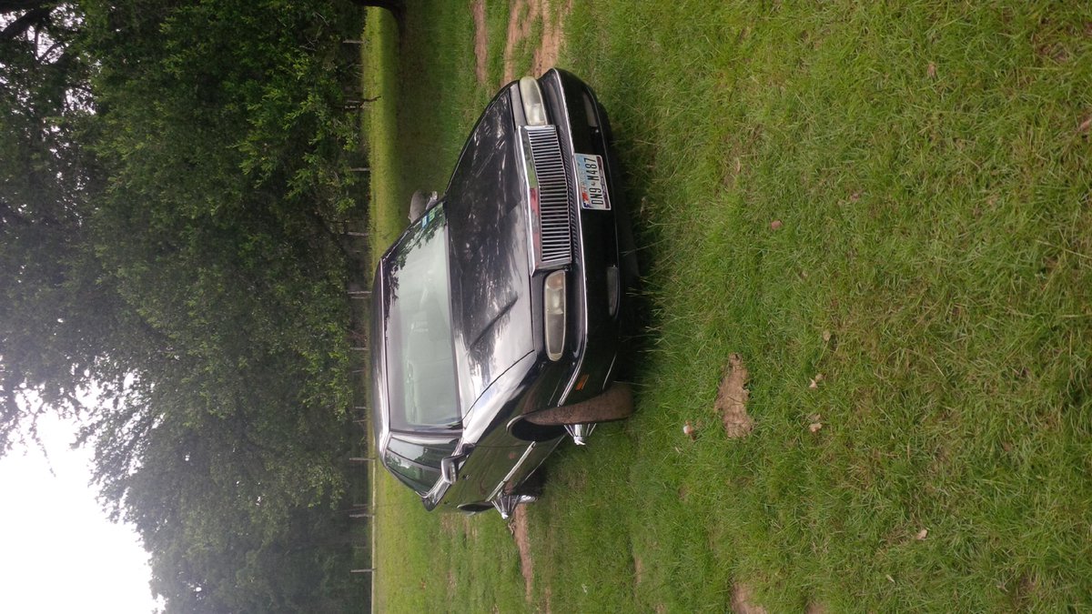 HubDingo's tweet image. #DarkSkinShawty