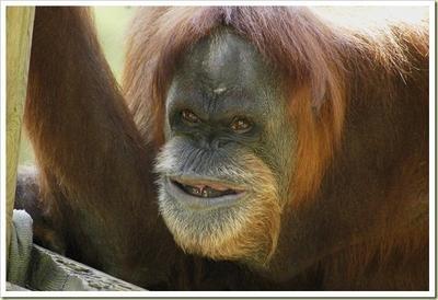 TardyAnimals's tweet image. He's all like duhhh I'm a monkey