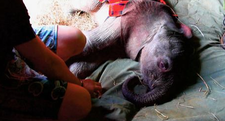 The trauma a baby elephant goes through after its mother's death is all too real [WATCH]: ow.ly/Epjis