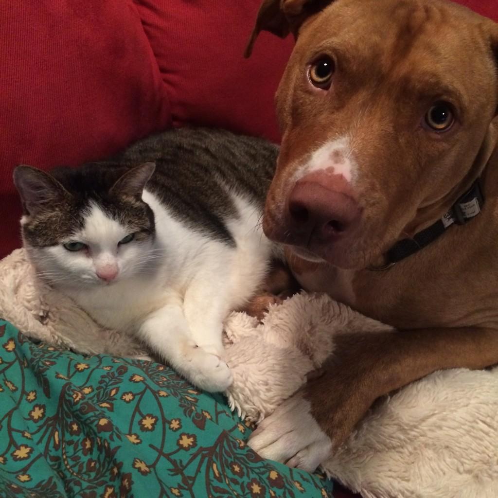 My first born #PompeiithePuppy and his fav friend #TofuCat - isn't it cool when different species become pals?? #love