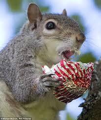 NicoleKent1's tweet photo. NOM NOM NOM http://t.co/pMqTl9m7CU
