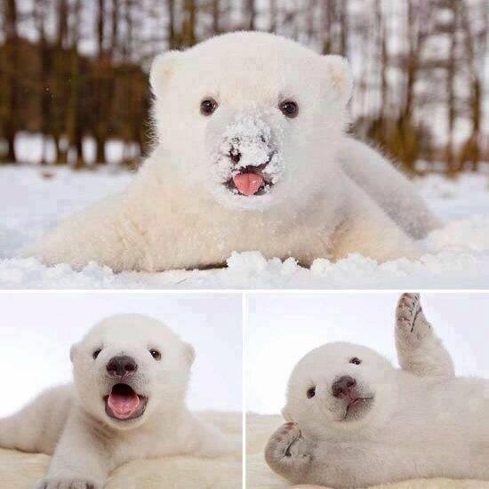 _Paisajes_'s tweet photo. Bebé de oso polar jugando en la nieve. http://t.co/4qamJOlF5B